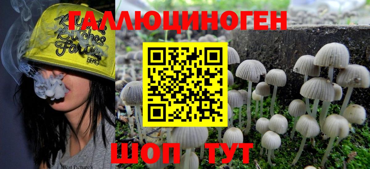 Псилоцибиновые грибы Psilocybine cubensis Ялуторовск